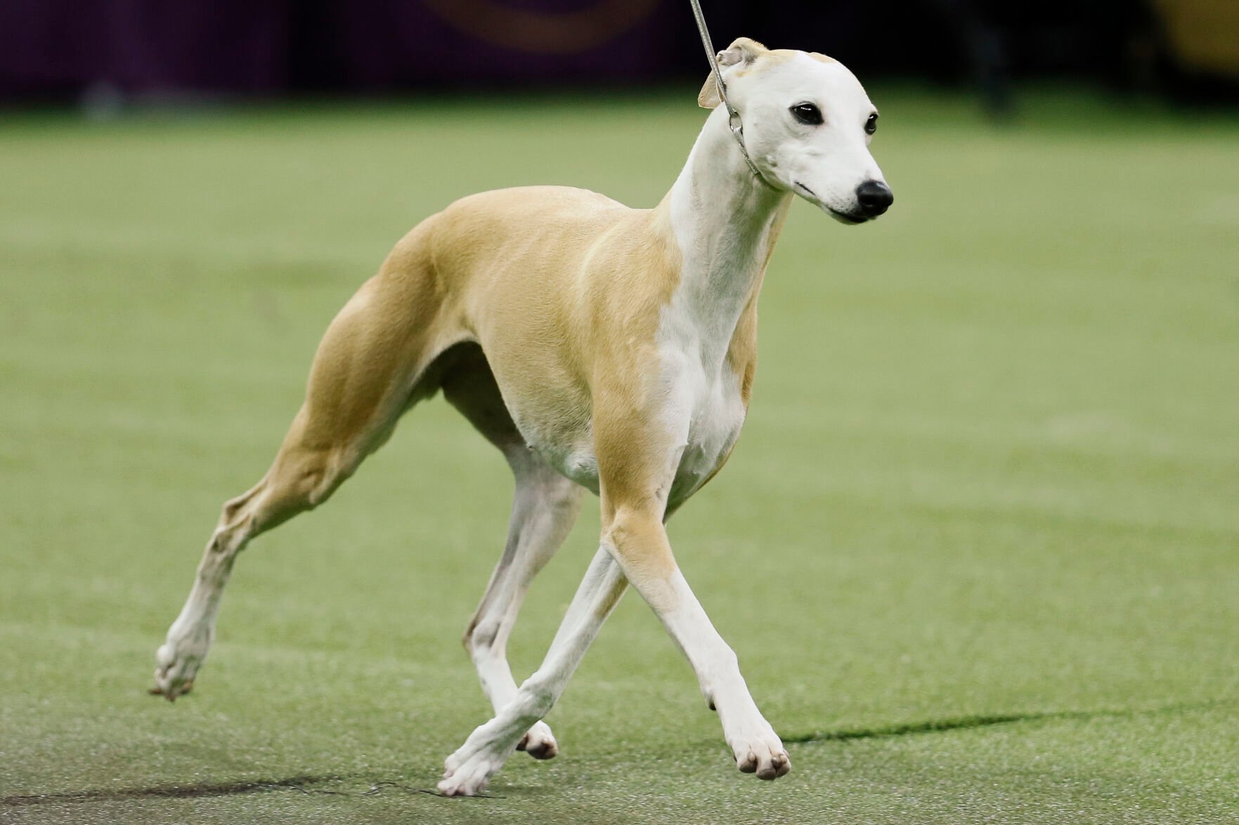 Westminster Dog Show